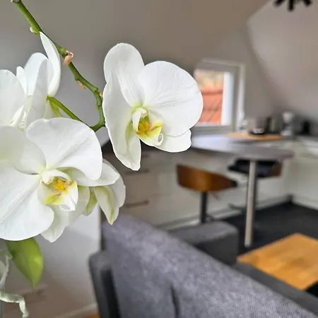 Boutique Mit Gartensauna, Naehe Europapark Und Strassburg 